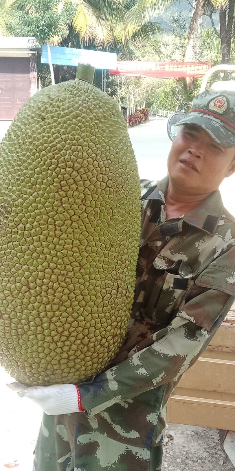马来西亚青皮一号菠萝蜜