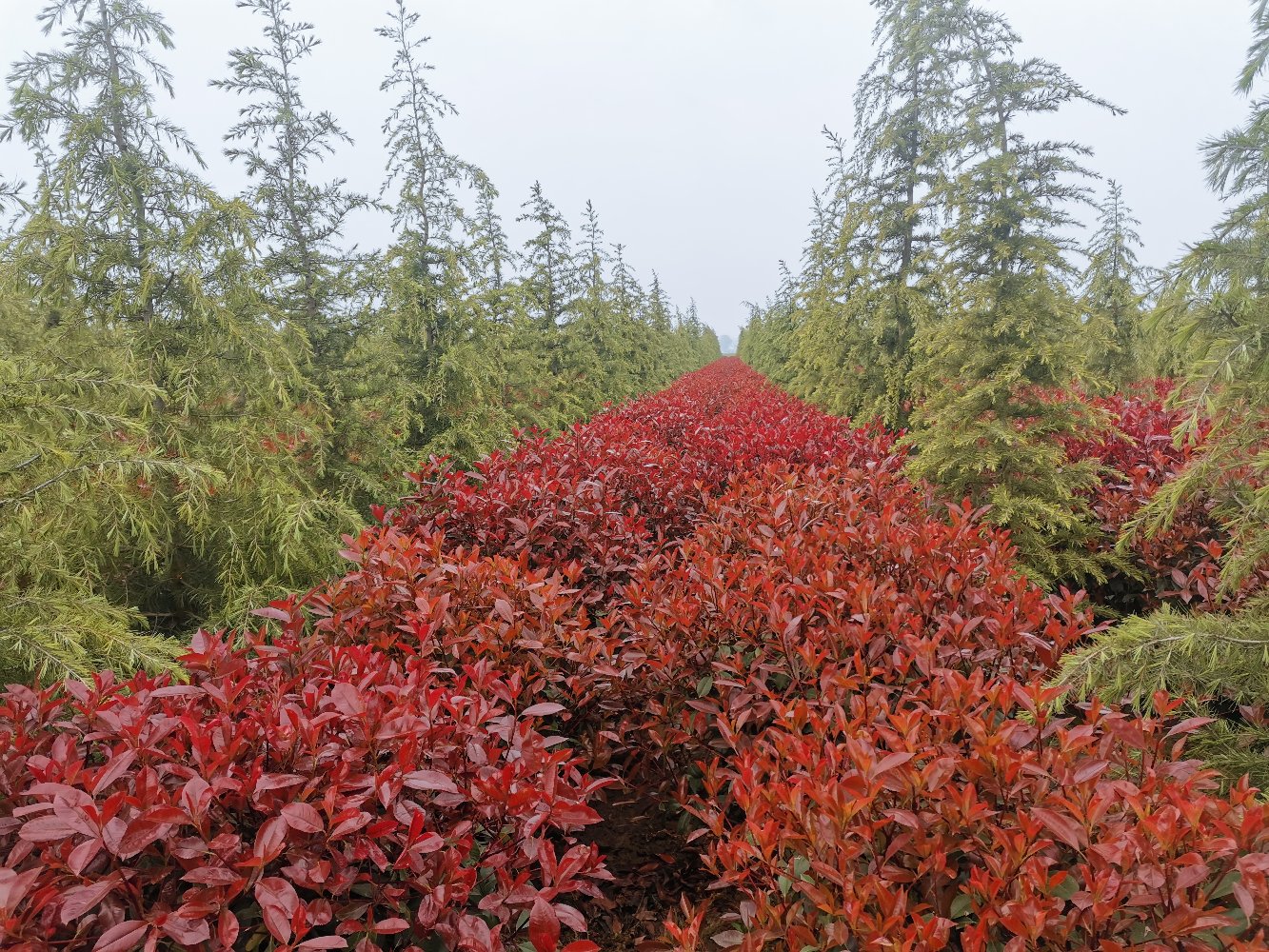 拼图式构图展示红叶石楠在春、夏、秋、冬四个季节的外观变化:春季嫩叶火红,夏季绿叶为主偶有新红,秋季再次抽红梢,冬季叶片深绿略显苍劲,体现其四季不同的生态特征 红叶石楠在不同季节的表现