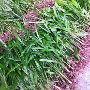棕榈棕树园林绿化苗棕树苗食用棕树棕苞树苗基地常年提供