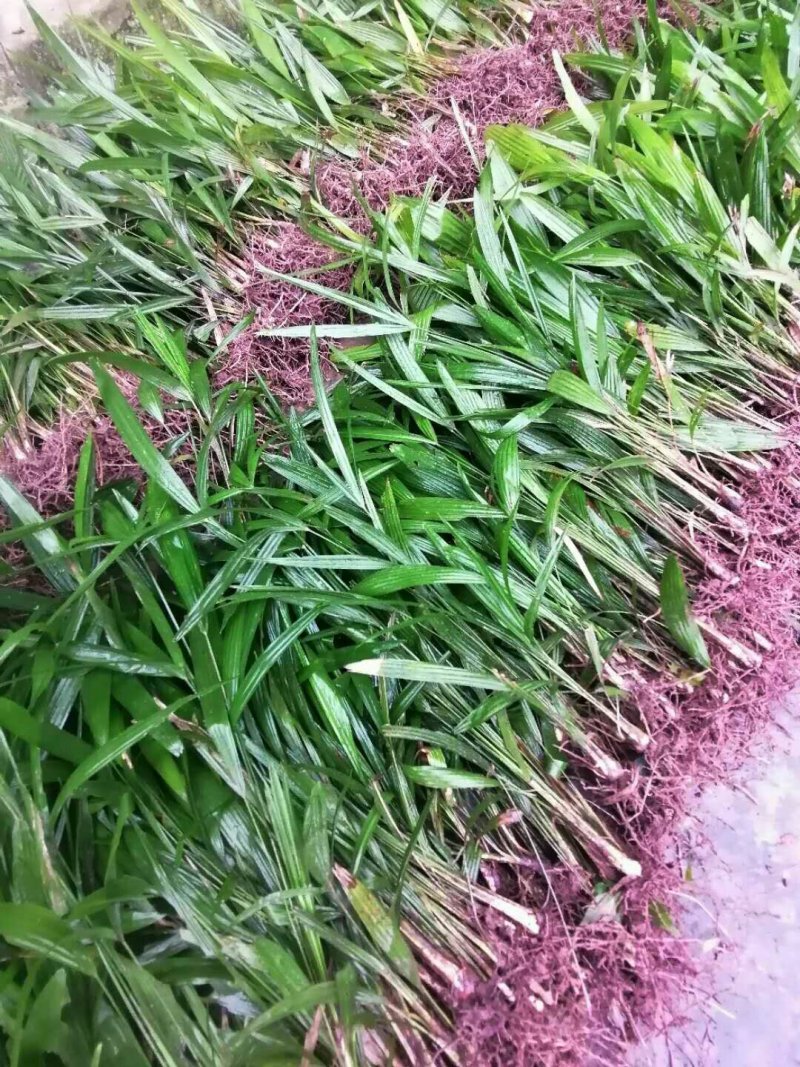 棕榈棕树园林绿化苗棕树苗食用棕树棕苞树苗基地常年提供