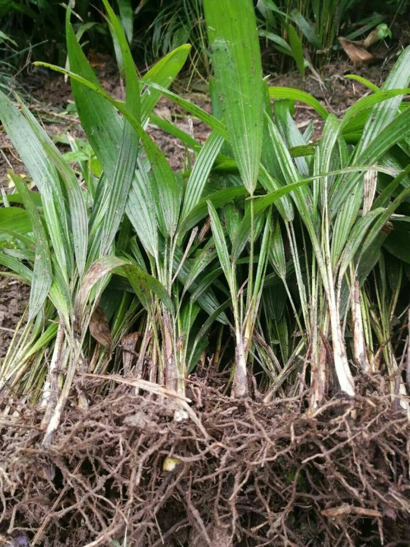 棕榈棕树园林绿化苗棕树苗食用棕树棕苞树苗基地常年提供
