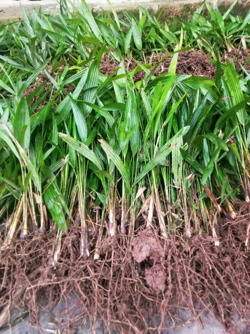 棕榈棕树园林绿化苗棕树苗食用棕树棕苞树苗基地常年提供
