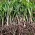 棕榈棕树园林绿化苗棕树苗食用棕树棕苞树苗基地常年提供