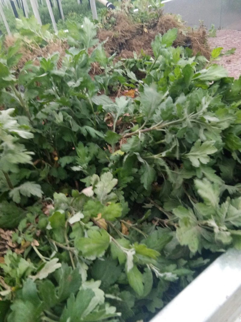 菊花苗各种品种，各种规格都有量大从优