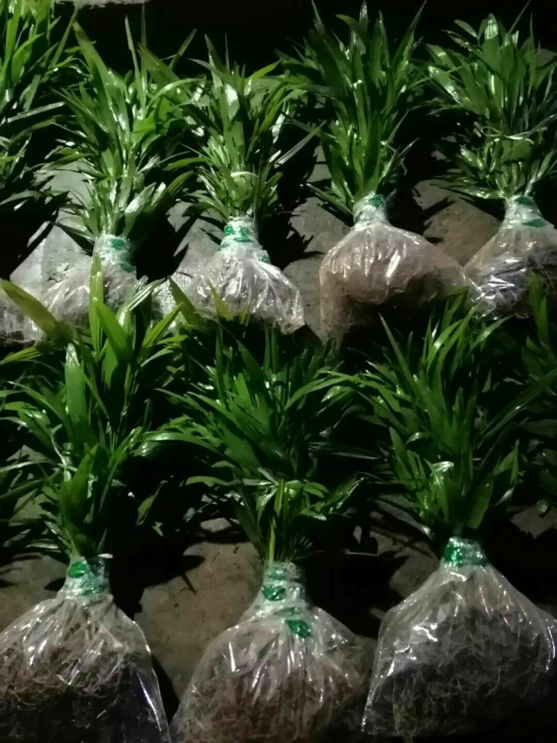 棕榈树棕树绿化苗棕包树苗唐棕树苗棕苞树苗园林绿化苗