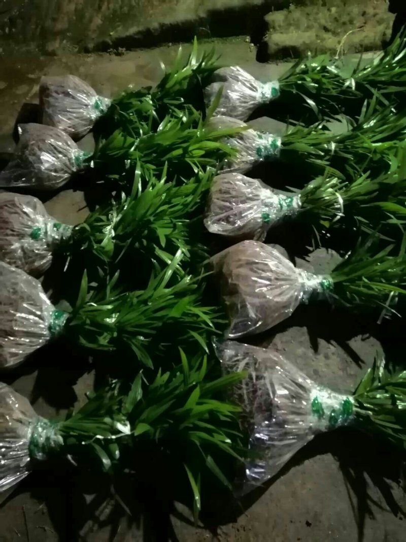 棕榈树棕树绿化苗棕包树苗唐棕树苗棕苞树苗园林绿化苗