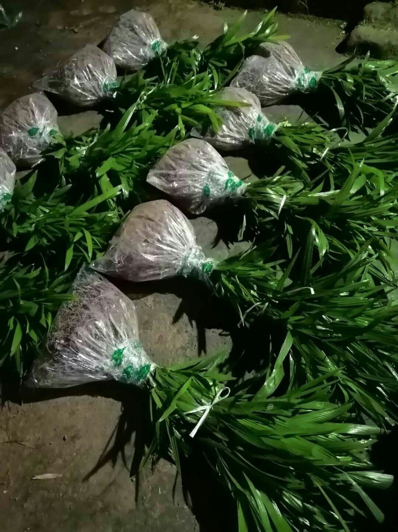 棕榈树棕树绿化苗棕包树苗唐棕树苗棕苞树苗园林绿化苗