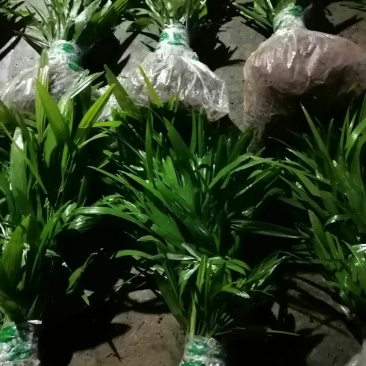 棕榈树棕树绿化苗棕包树苗唐棕树苗棕苞树苗园林绿化苗