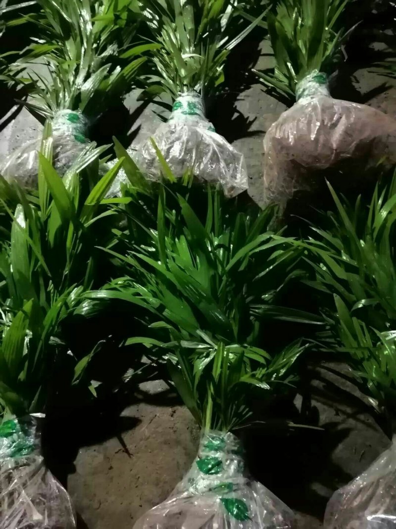 棕榈树棕树绿化苗棕包树苗唐棕树苗棕苞树苗园林绿化苗