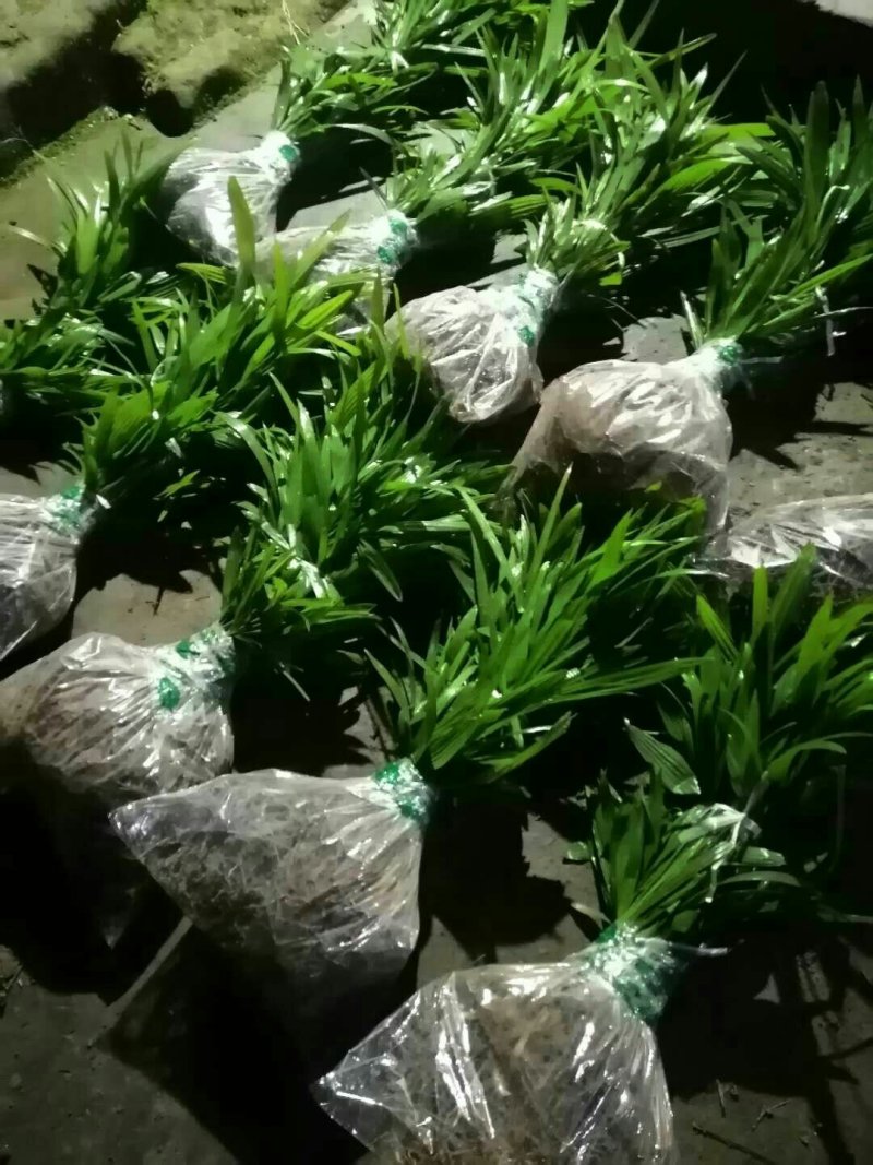 棕榈树棕树绿化苗棕包树苗唐棕树苗棕苞树苗园林绿化苗