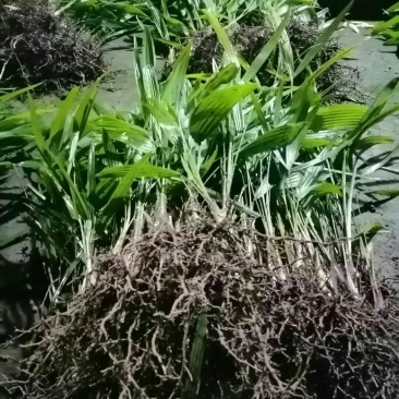 棕榈树棕包树苗棕树苗子棕树棕苞苗基地大量供货