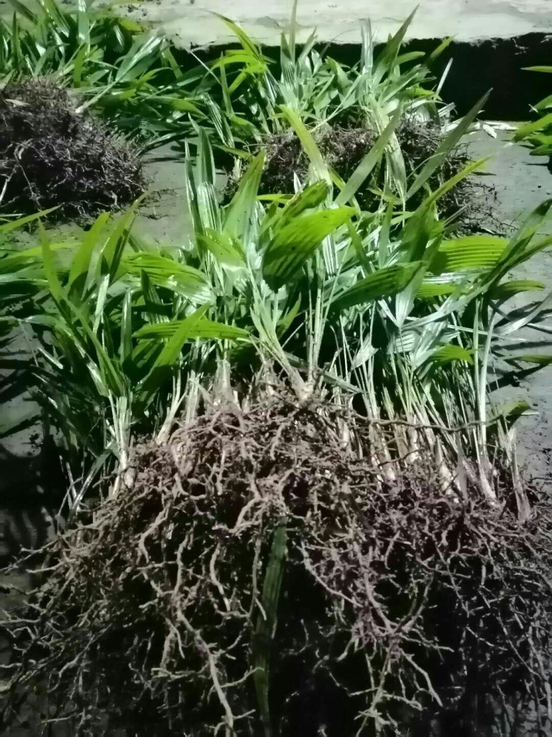 棕榈树棕包树苗棕树苗子棕树棕苞苗基地大量供货