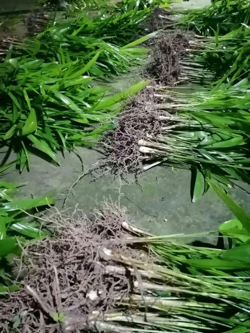 棕榈树棕包树苗棕树苗子棕树棕苞苗基地大量供货