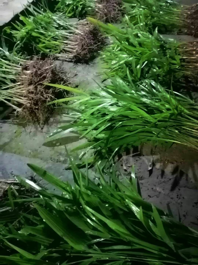 棕榈树棕包树苗棕树苗子棕树棕苞苗基地大量供货