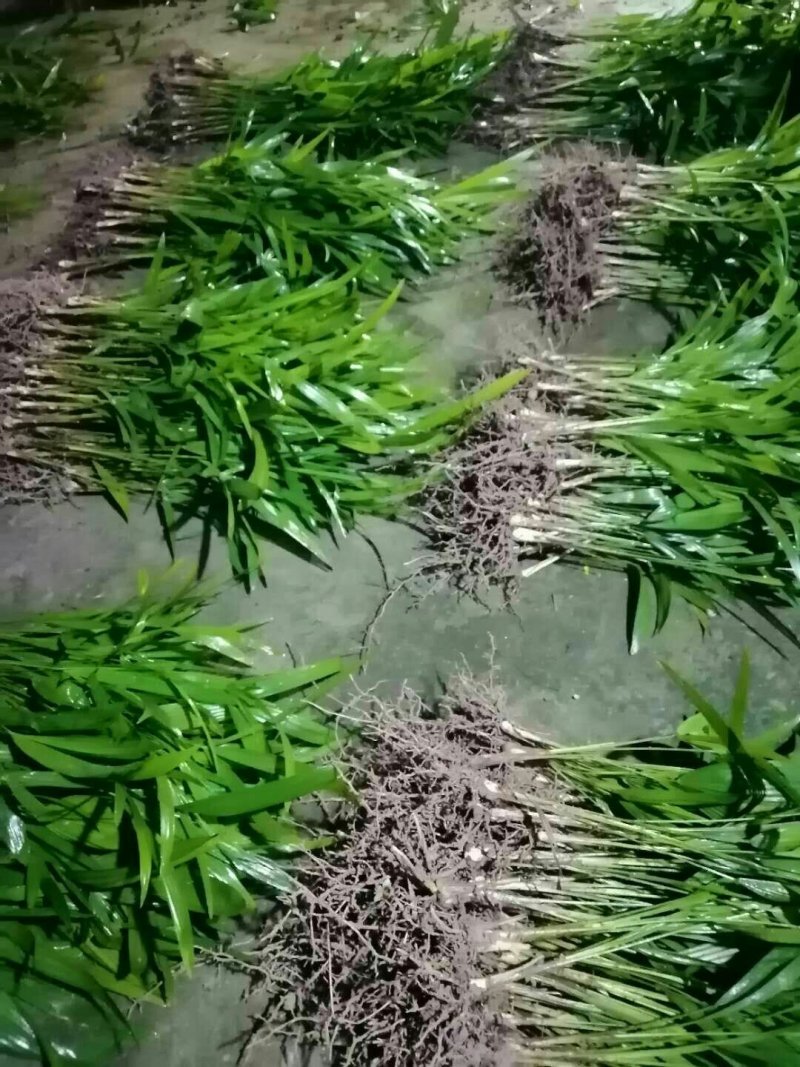 棕榈树棕包树苗棕树苗子棕树棕苞苗基地大量供货