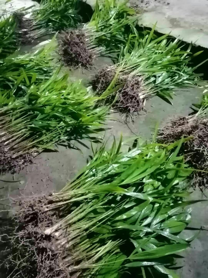 棕榈树棕包树苗棕树苗子棕树棕苞苗基地大量供货