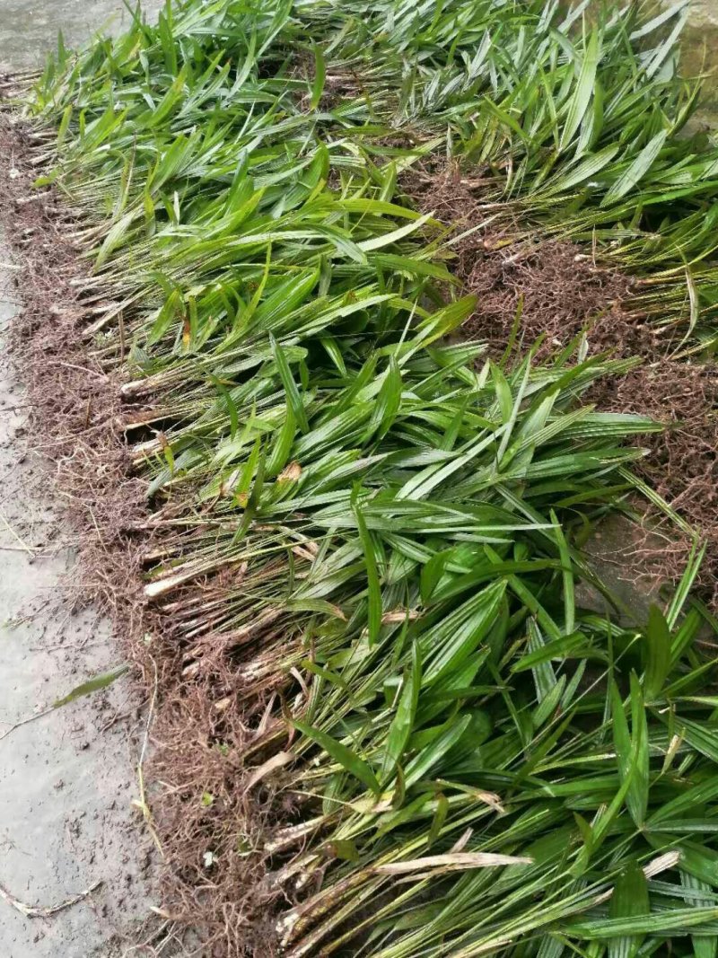棕树苗棕苞树苗棕树苗棕树棕包树苗棕苞树苗大量提供