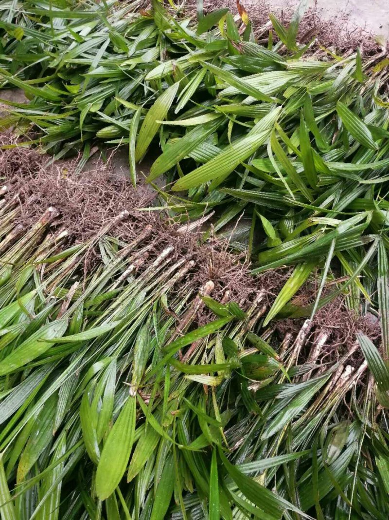 棕树苗棕苞树苗棕树苗棕树棕包树苗棕苞树苗大量提供