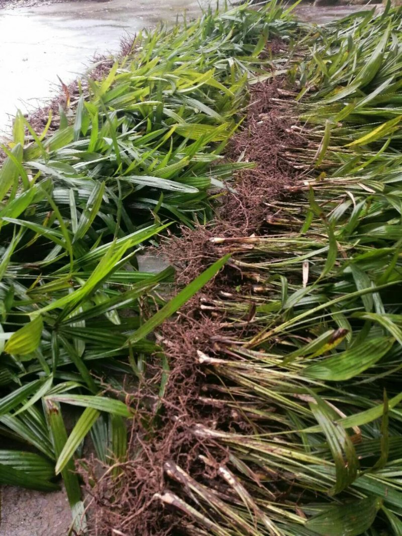棕树苗棕苞树苗棕树苗棕树棕包树苗棕苞树苗大量提供