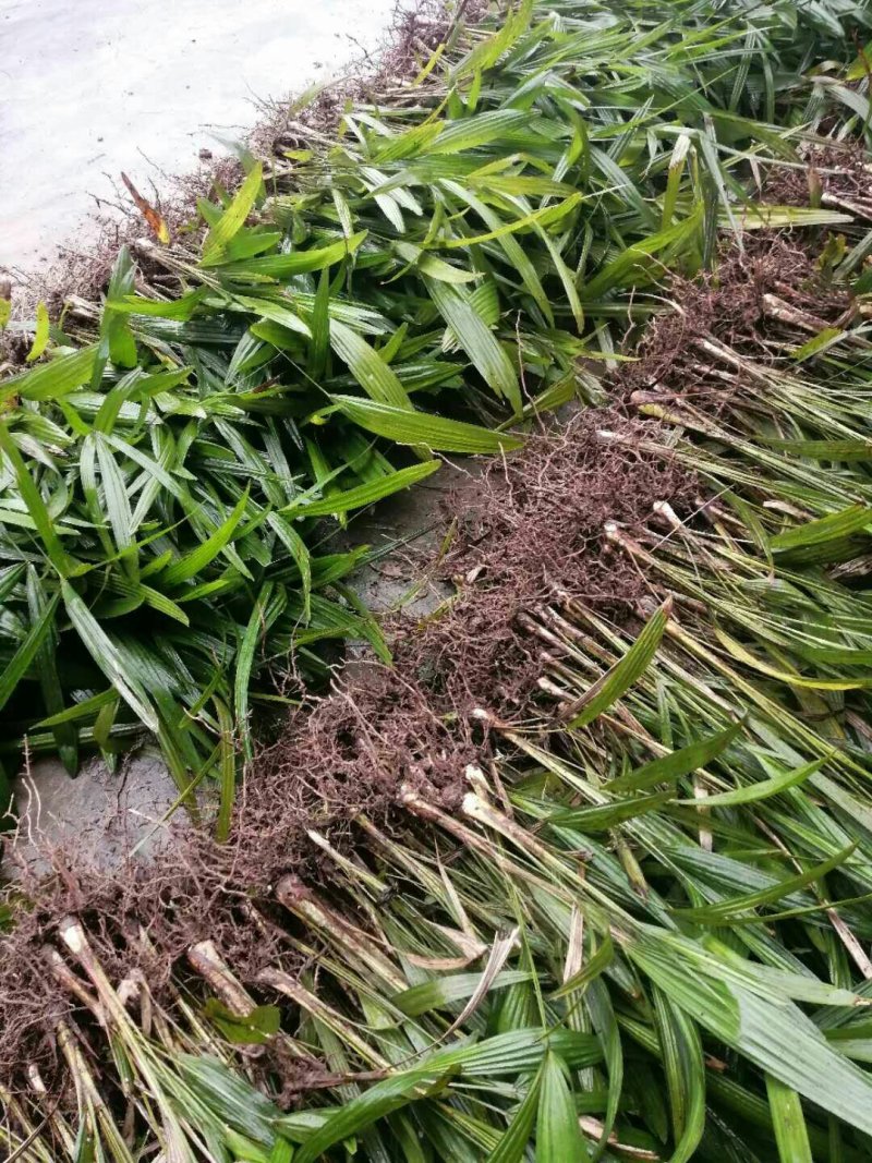 棕树苗棕苞树苗棕树苗棕树棕包树苗棕苞树苗大量提供