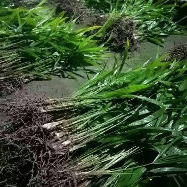 棕包树苗华棕棕树棕树苗棕包树苗棕树苗基地