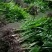棕包树苗华棕棕树棕树苗棕包树苗棕树苗基地