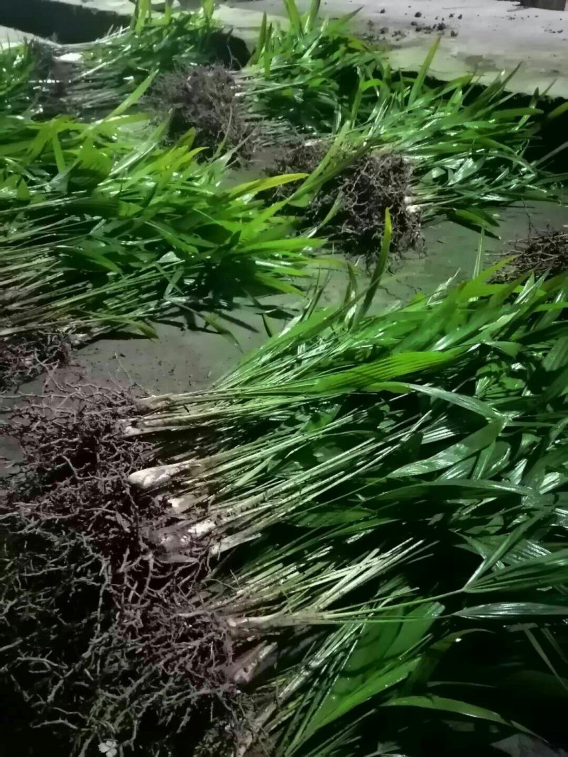 棕包树苗华棕棕树棕树苗棕包树苗棕树苗基地