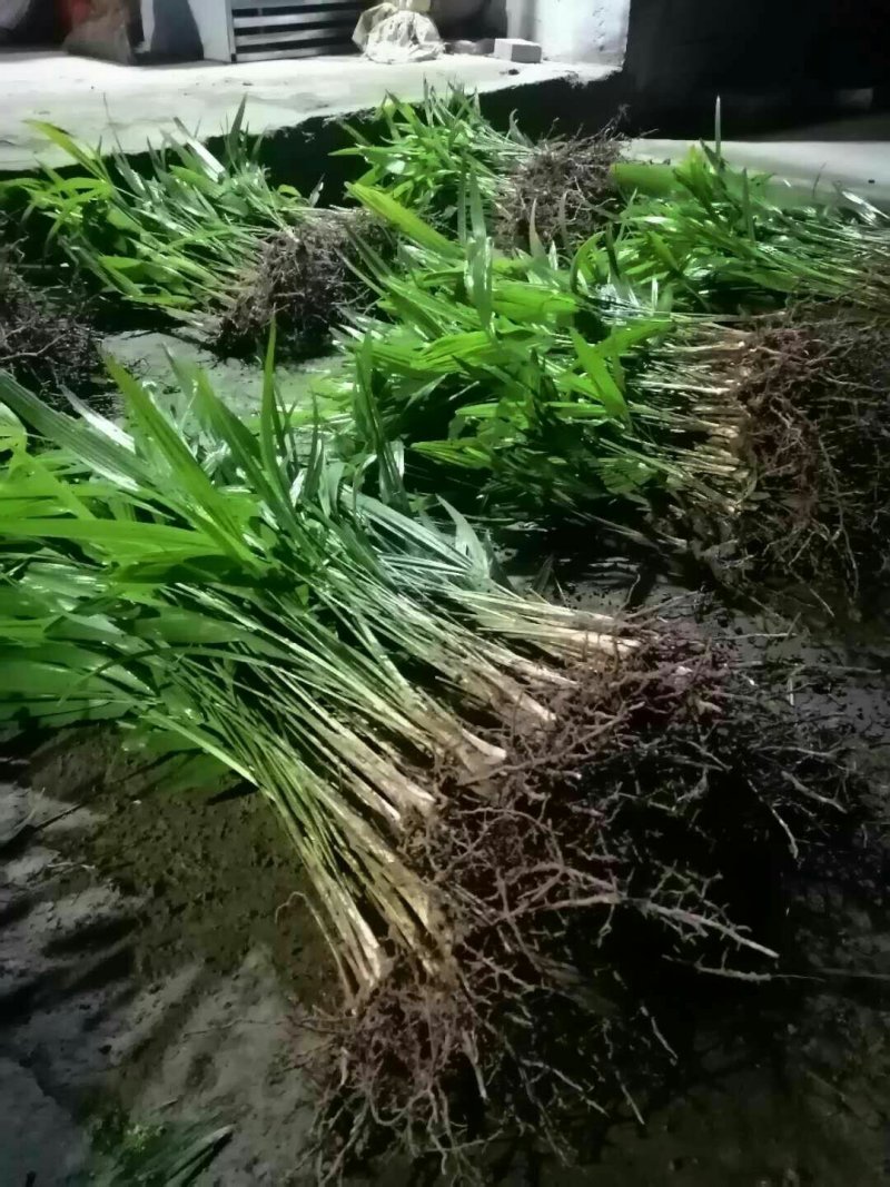 棕包树苗华棕棕树棕树苗棕包树苗棕树苗基地
