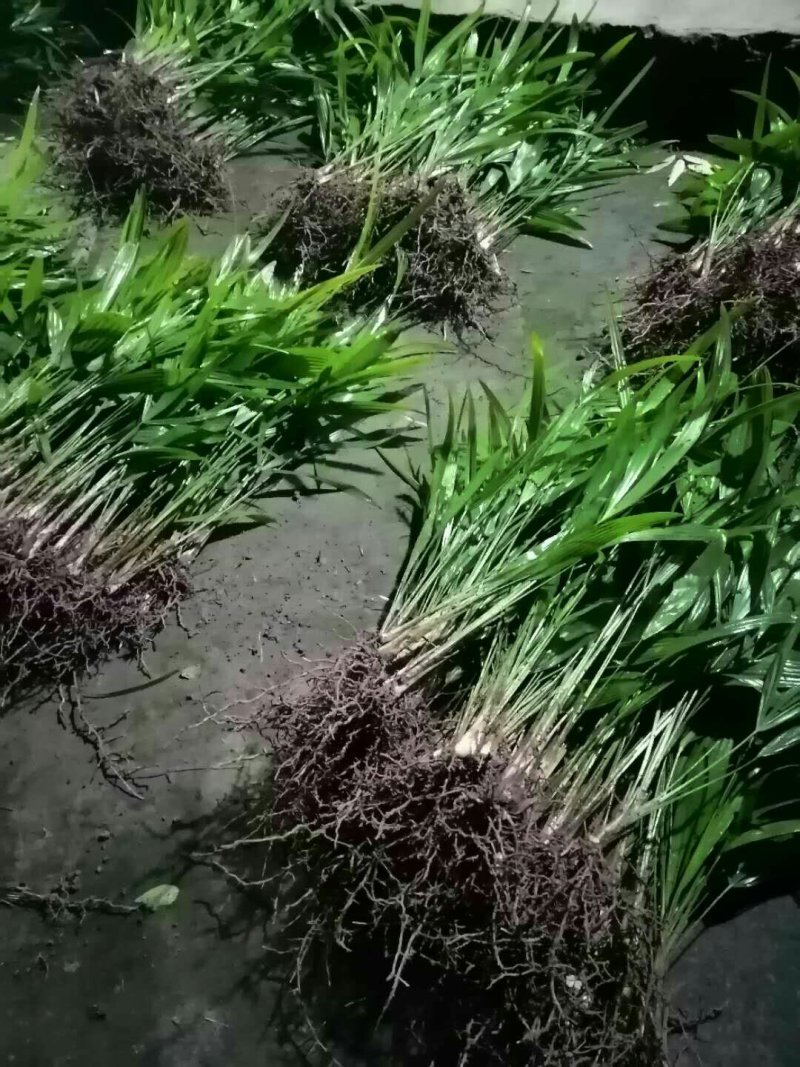 棕包树苗华棕棕树棕树苗棕包树苗棕树苗基地