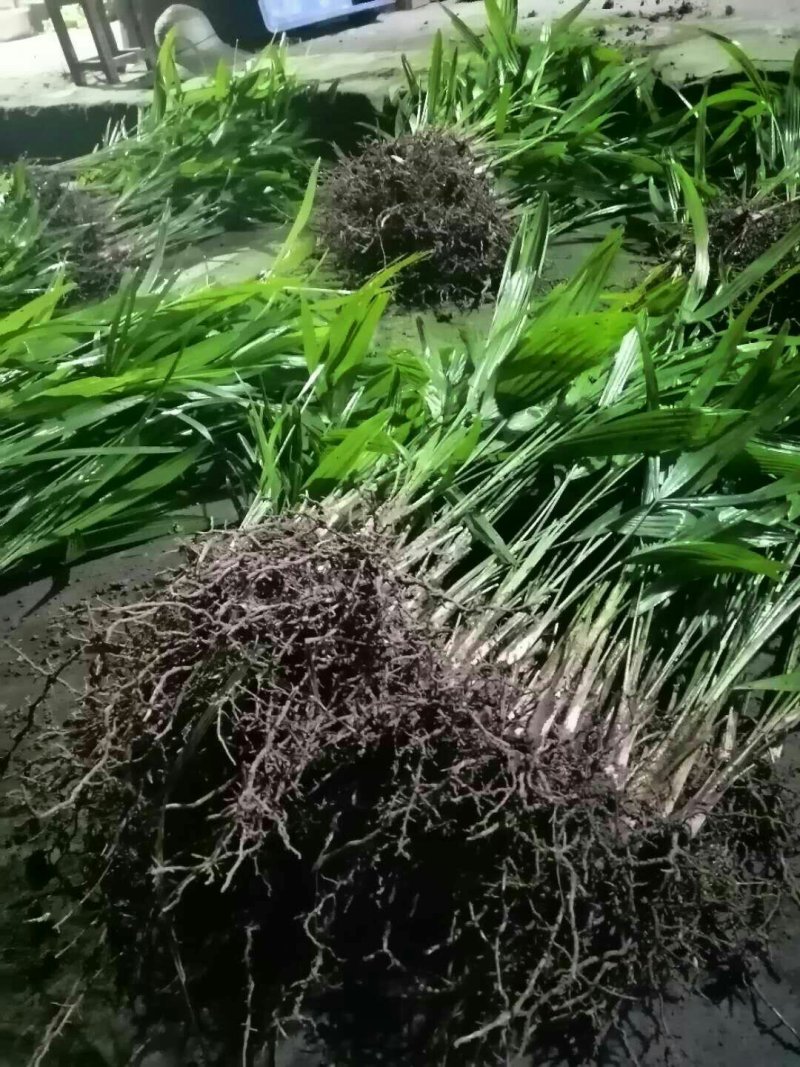 棕包树苗华棕棕树棕树苗棕包树苗棕树苗基地