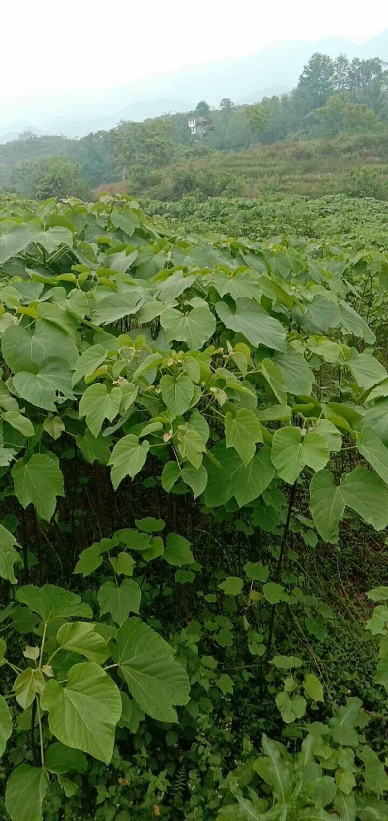 油桐树苗政府采购，买油桐苗请选择重庆俊尧专业油桐培育公司