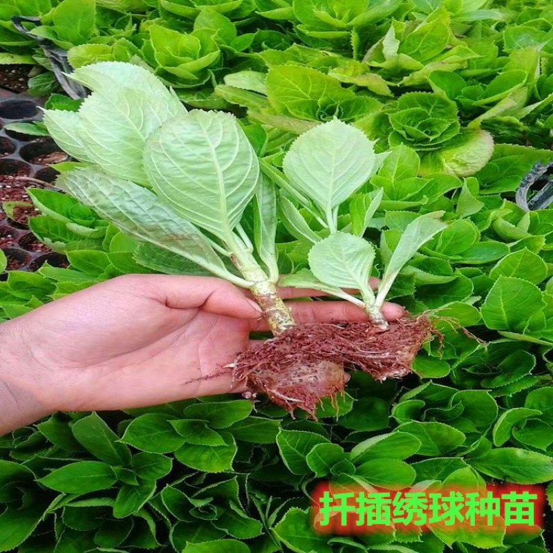 绣球苗无尽夏八仙花种苗木绣球小海蓝宝塔批发