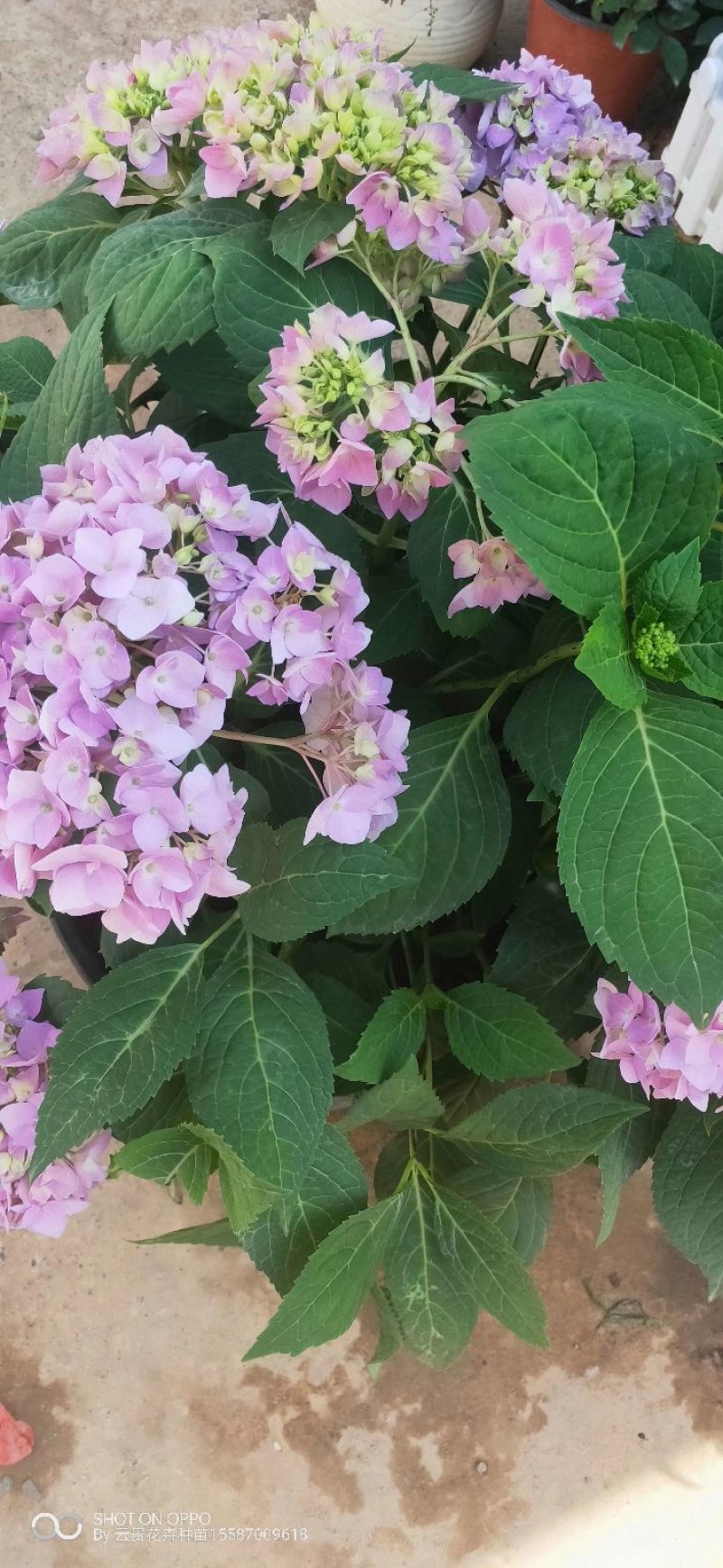 绣球苗无尽夏八仙花种苗木绣球小海蓝宝塔批发