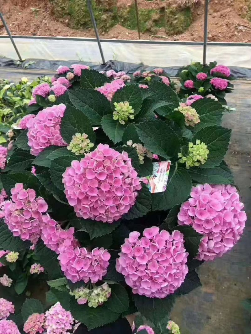 绣球苗无尽夏八仙花种苗木绣球小海蓝宝塔批发