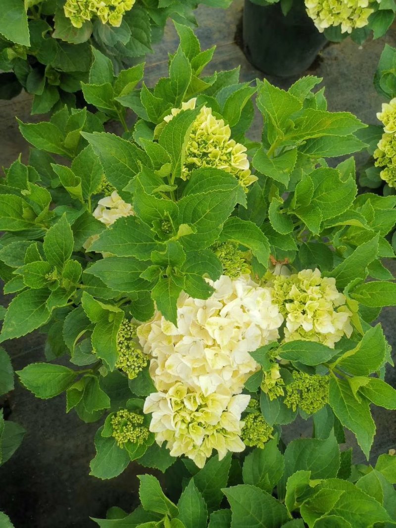 绣球苗无尽夏八仙花种苗木绣球小海蓝宝塔批发