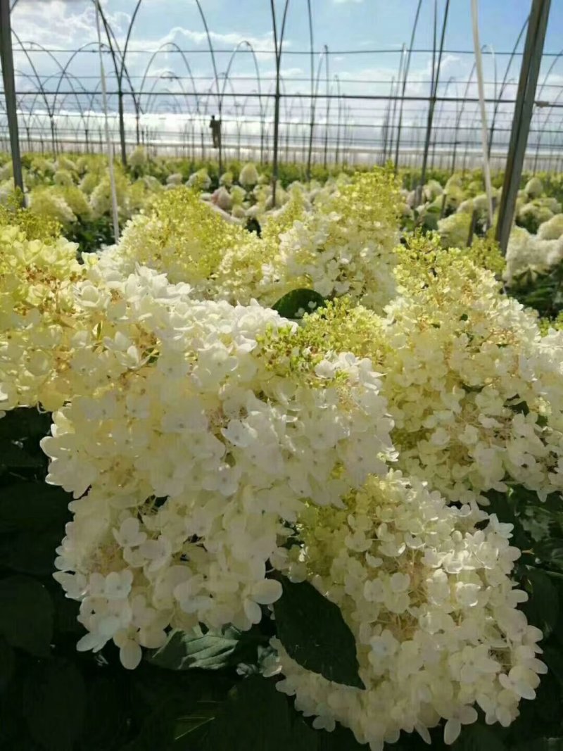 绣球苗无尽夏八仙花种苗木绣球小海蓝宝塔批发