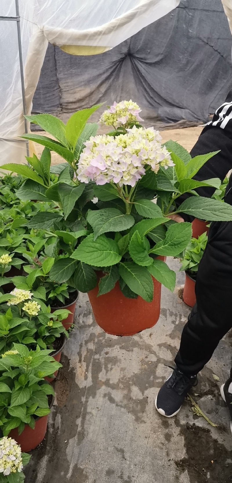 绣球苗无尽夏八仙花种苗木绣球小海蓝宝塔批发