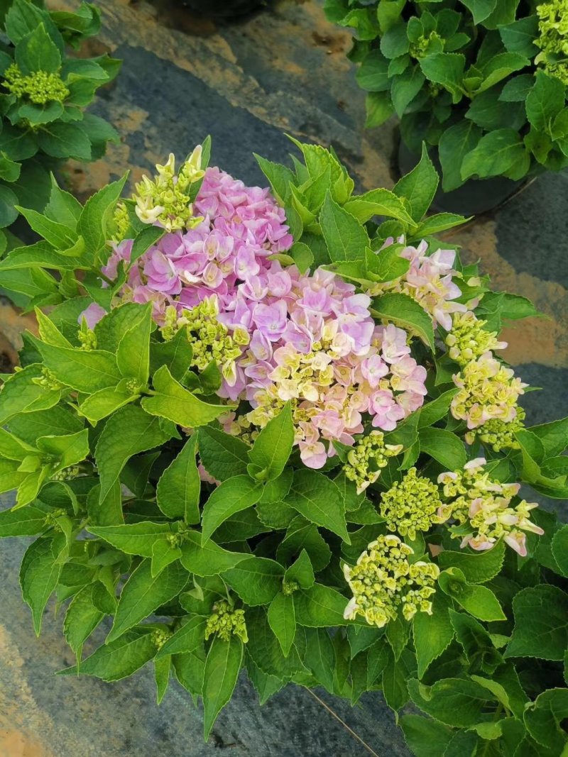 绣球苗无尽夏八仙花种苗木绣球小海蓝宝塔批发