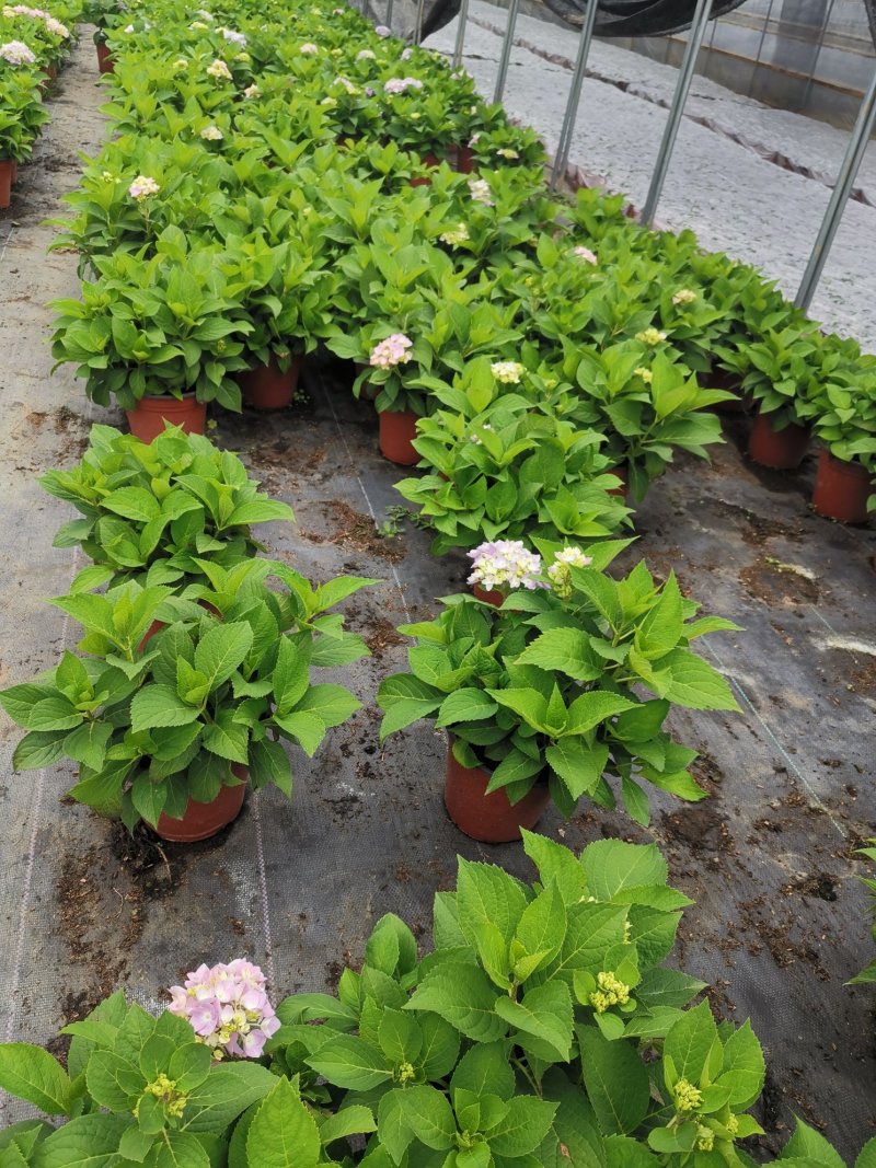 绣球苗无尽夏八仙花种苗木绣球小海蓝宝塔批发