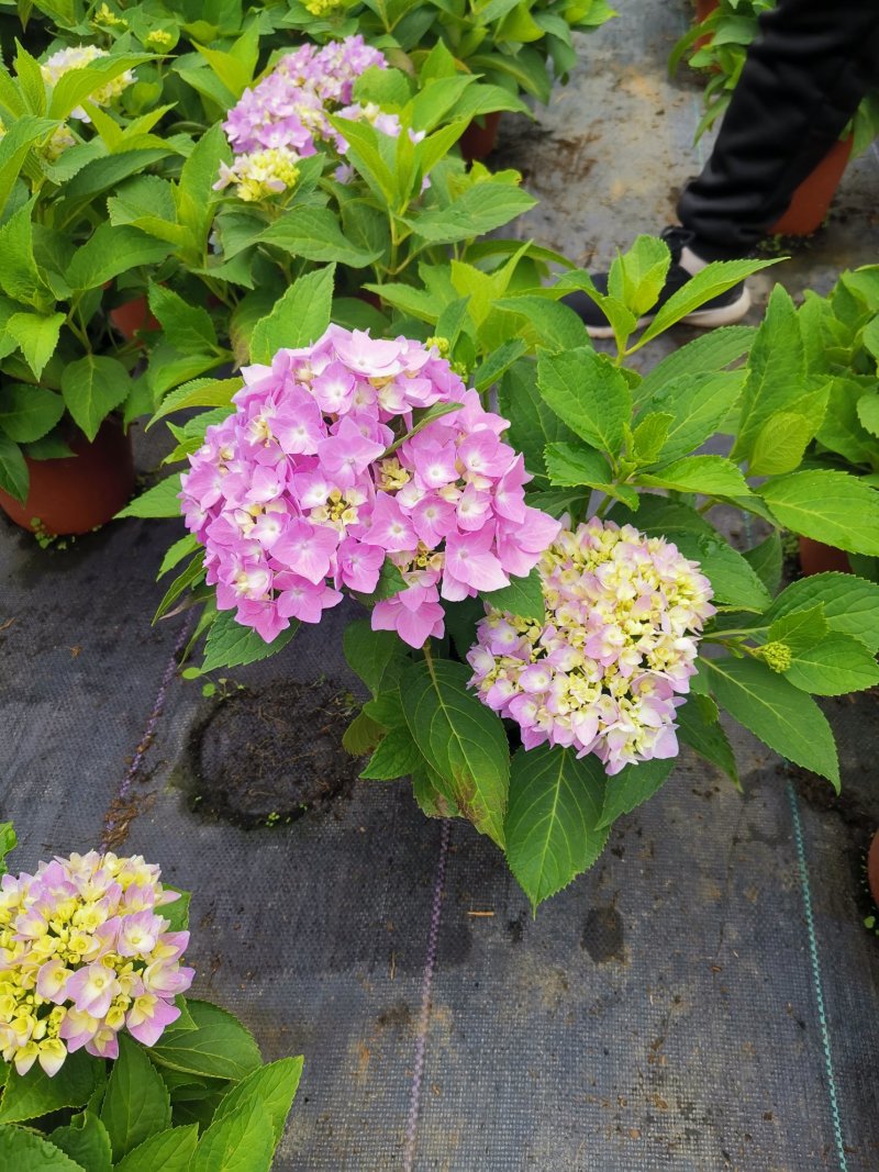 绣球苗无尽夏八仙花种苗木绣球小海蓝宝塔批发