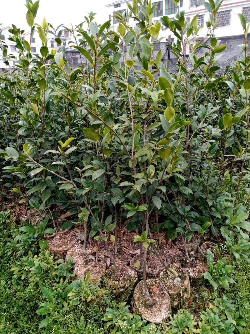 油茶苗湘林系列，长林系列，三华，红花大果油茶