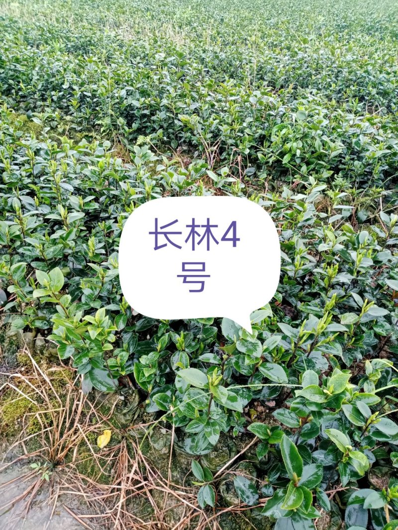油茶苗湘林系列，长林系列，三华，红花大果油茶