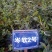 油茶苗湘林系列，长林系列，三华，红花大果油茶