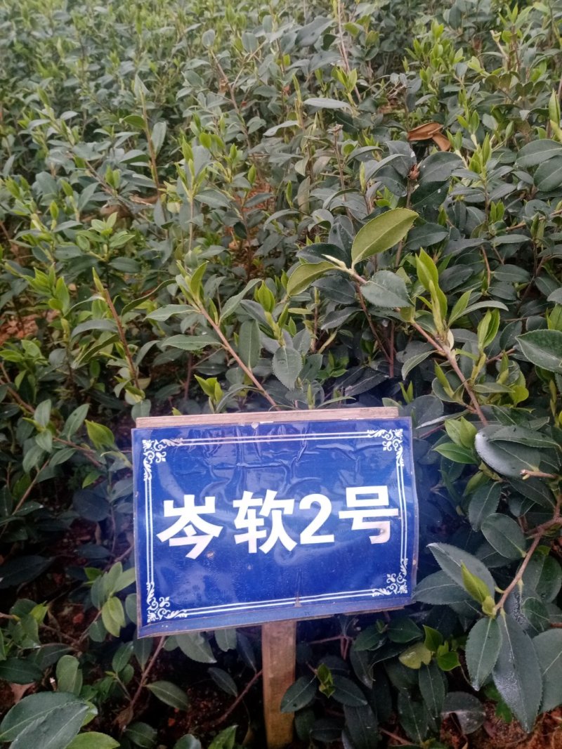 油茶苗湘林系列，长林系列，三华，红花大果油茶