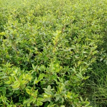 油茶苗湘林系列，长林系列，三华，红花大果油茶