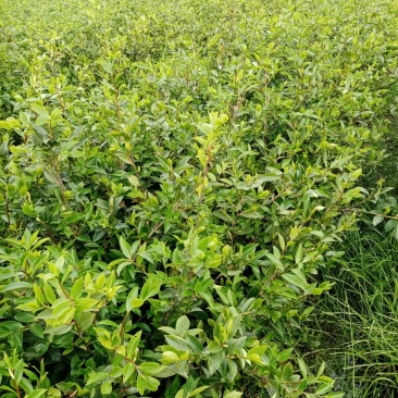 油茶苗湘林系列，长林系列，三华，红花大果油茶
