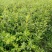 油茶苗湘林系列，长林系列，三华，红花大果油茶