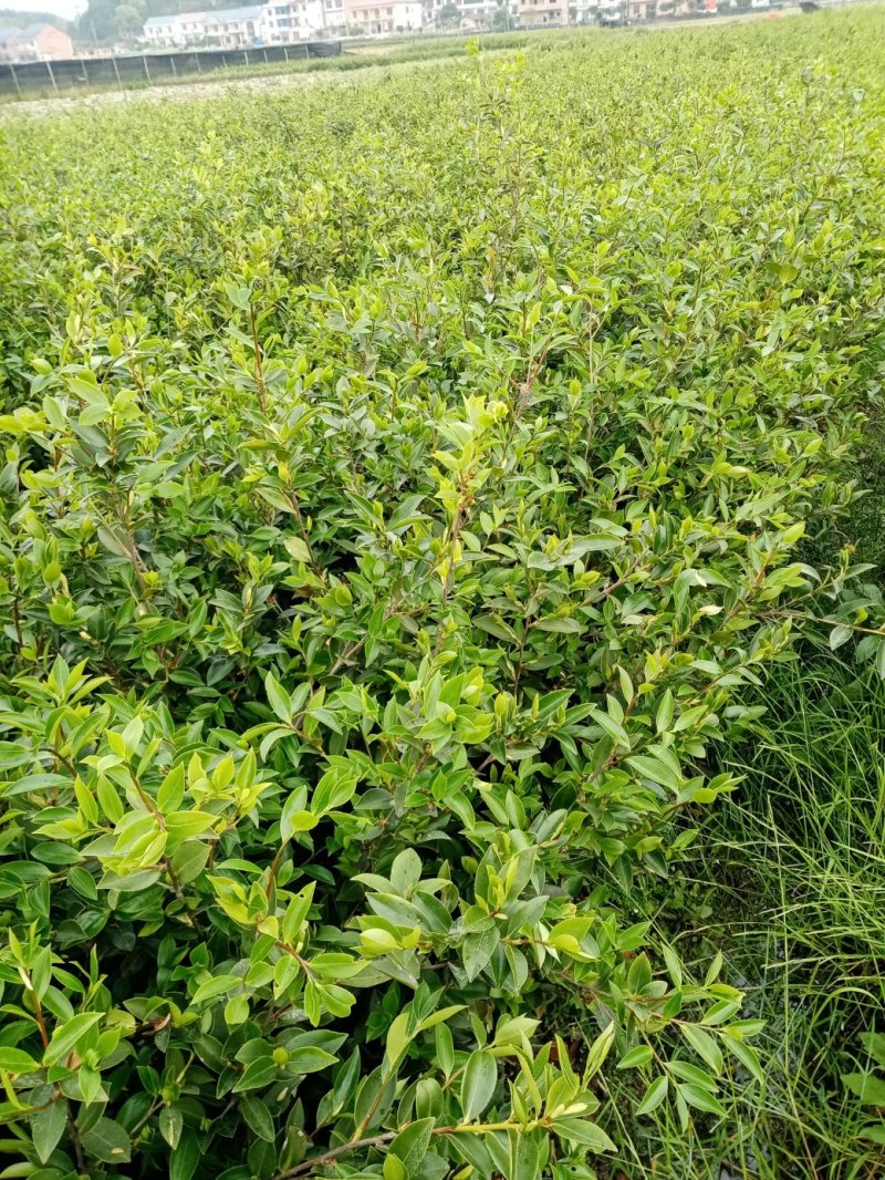 油茶苗湘林系列，长林系列，三华，红花大果油茶