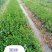 油茶苗湘林系列，长林系列，三华，红花大果油茶