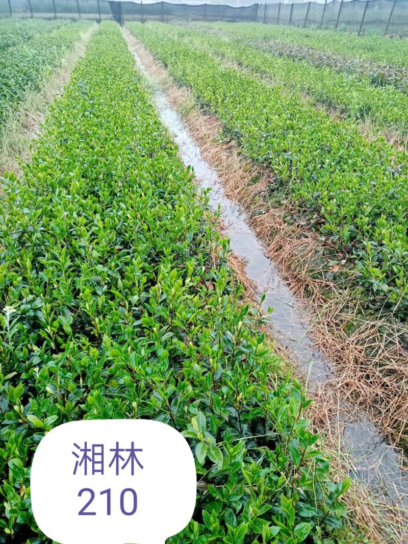 油茶苗湘林系列，长林系列，三华，红花大果油茶